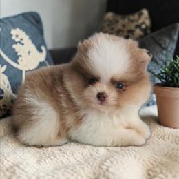 DUTCH - 3,500 dollars - Blue male Pomeranian puppy in Amelia, Ohio from Boujee Puff Poms