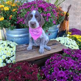 Girl 2 - Liver and white female German Wirehaired Pointer puppy in Potosi, Wisconsin from Point and Flush Gun Dogs