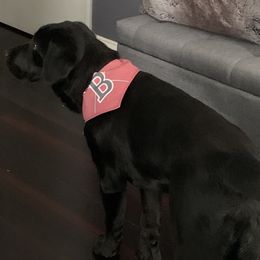 Labrador Retriever Puppies from Laurie & Joe's Labs