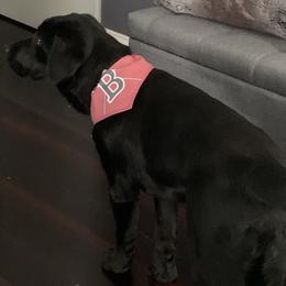 Labrador Retriever Puppies from Laurie & Joe's Labs