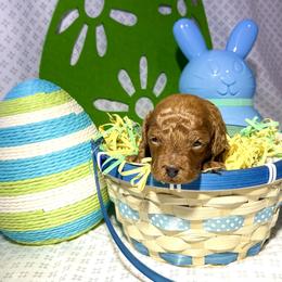 BLUEY - Red  male Goldendoodle puppy in Altadena, California from Dena Hills