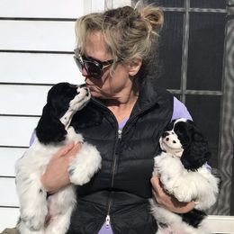 Cocker Spaniel Puppies from Dune Cockers