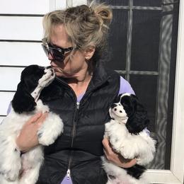 Cocker Spaniel Puppies from Dune Cockers