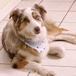 Australian Shepherds from RootsDeep Australian and Miniature American Shepherds