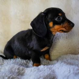 Cowboy - Black and tan male Dachshund puppy in Temecula, California from Naomi Magee's Dachshund Kennel