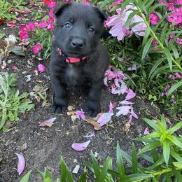 German Shepherd Puppies from Scenic City Shepherds