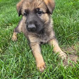 German Shepherd Puppies from Slippery Slope Shepherds