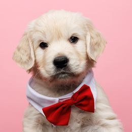 Cupid - Light golden Golden Retriever puppy in Heber City, Utah from Wasatch Back Companions
