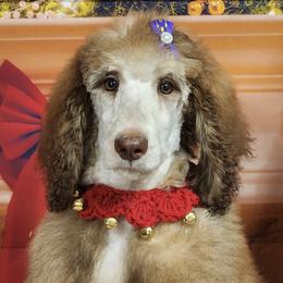Poodles from Vanderpool Pups