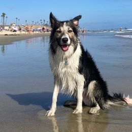 Border Collies from Rena’s Borders