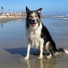 Border Collies from Rena’s Borders