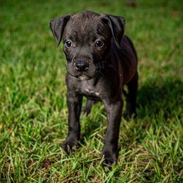 Nova - Black female American Bully puppy in El Dorado, Arkansas from KO Dynasty Kennels