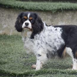 Cavalier King Charles Spaniel and Cocker Spaniel All Grown Up from Country View Puppies