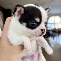 Chip - Black and white male Chihuahua puppy in Spring Hill, Florida from Stardom Chihuahuas & CKCS