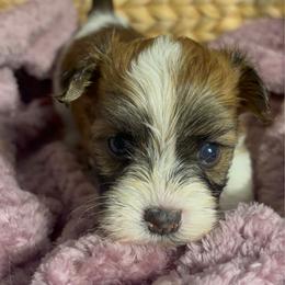 Benjamin - White male Havanese puppy in Clermont, Florida from Country Sweet Havanese and Creative Coaching