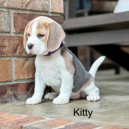 Kitty - Blue tan and white female Beagle puppy in Mansfield, Missouri from Rippee Creek Kennel