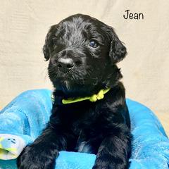 Bordoodle Puppies from Smarti Doodles