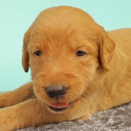 Dark Blue - Caramel red male Labradoodle puppy in Apache Junction, Arizona from Loving Doodle