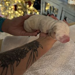 Dash (Dasher) - Lemon and white male Basset Hound puppy in Gulf Breeze, Florida from Breeze Basset Hounds