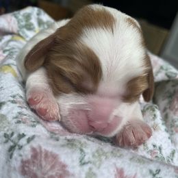 Cavalier King Charles Spaniel Puppies from Kids and Canines