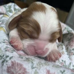 Cavalier King Charles Spaniel Puppies from Kids and Canines