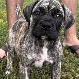Tiger Lily - Brindle female Boerboel puppy in Bon Aqua, Tennessee from Erickson Ranch Boerboels