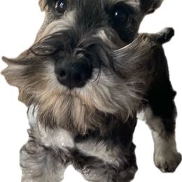 Pistol Pete - Miniature Schnauzer puppy in Summit County, Utah from Del Sol Miniature Schnauzers