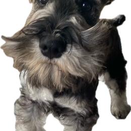 Pistol Pete - Miniature Schnauzer puppy in Summit County, Utah from Del Sol Miniature Schnauzers
