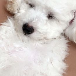 Poodles from Iron Bridge Farm Tx