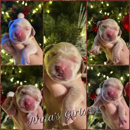 Female 1 - Golden female Golden Retriever puppy in Harrisburg, North Carolina from Bunn Ranch Goldens & Bernese