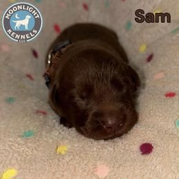 Sam - Brown Collar - Chocolate male Labrador Retriever puppy in Elloree, South Carolina from Moonlight Kennels LLC