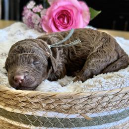 Chocolate Chip- Blue Collar - Chocolate male Goldendoodle puppy in Bay City, Texas from Charming Doods Goldendoodles