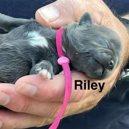 Riley - Blue female Shih Tzu puppy in Bloomfield, Indiana from Meihem Pups
