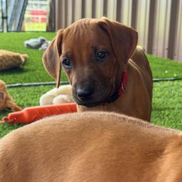 Lumalee - Rd whtn blk nose female Rhodesian Ridgeback puppy in Montgomery, Texas from Timber Ridge Kennels