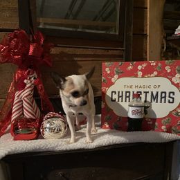 Chihuahua and Yorkshire Terrier All Grown Up from CoolMissLLC