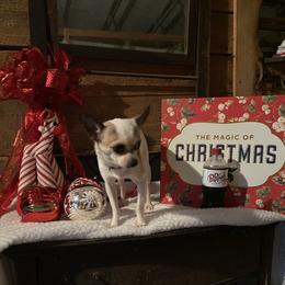 Chihuahua and Yorkshire Terrier All Grown Up from CoolMissLLC