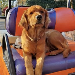 Goldendoodles from Golden Lily Doodles