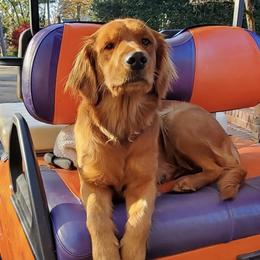 Goldendoodles from Golden Lily Doodles