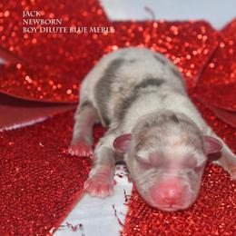 Jack - Blue merle male Miniature Australian Shepherd puppy in Patterson, North Carolina from DreamLine Aussies