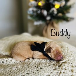 Boy Pick 2 - Golden Retriever puppy in Cocoa, Florida from Goldens of the Groves LLC.
