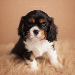 Cavalier King Charles Spaniel Puppies from Westchester Cavaliers