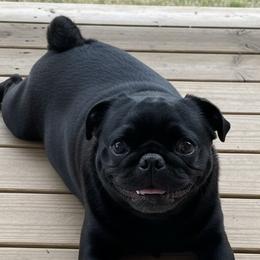 Pugs from Pug Perfection Puppies