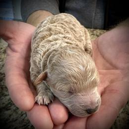 Brie - Cream female Poodle puppy in Stokesdale, North Carolina from His and Hers Poodles and Doodles