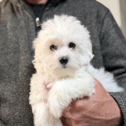 Coco - White female Coton de Tulear puppy in Warrenton, Virginia from Four Lochs LLC