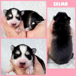 Selma - Black and white female Pomsky puppy in Sheffield, Iowa from Clover Ridge Pomskies