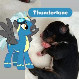 Thunderlane - Tri-color male Bernedoodle puppy in Clermont, Florida from Shadow Bernedoodles & Dog Training