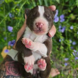 Superior - Brown and white male Siberian Husky puppy in Addison, Michigan from Gray Run Siberian Huskies