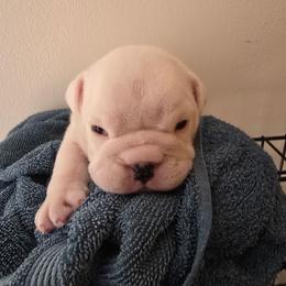 Lime green girl - Red brindle and white female Bulldog puppy in Laurel, Montana from Bull Mountain Bulldogs