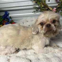 Max - Lilac male Shih Tzu puppy in Elgin, South Carolina from Silver Bells Paw Prints