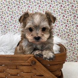 Honey - Gold male Morkie puppy in Monticello, Iowa from Ashley’s Puppies